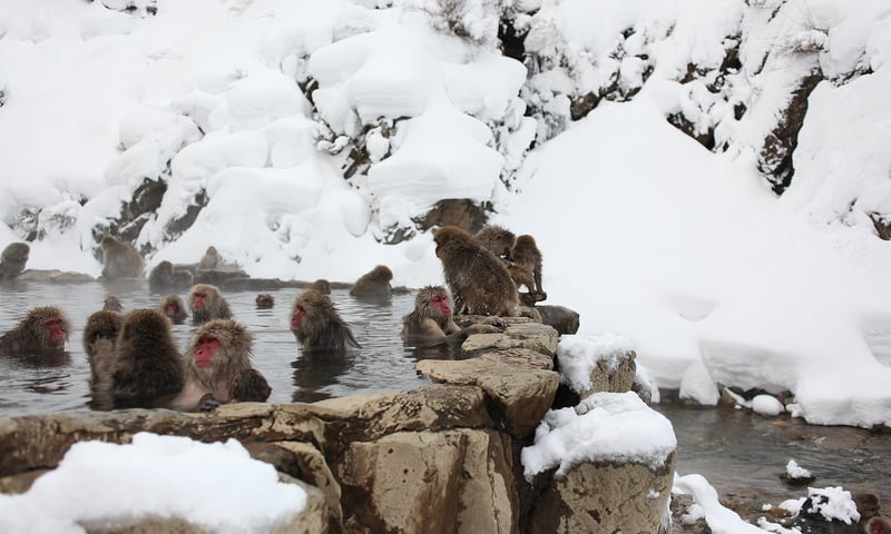 Spot the playful snow monkeys in Jigokudani Snow Monkey Park.