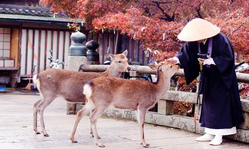 See the deer of at Nara Park in Nara Prefecture.