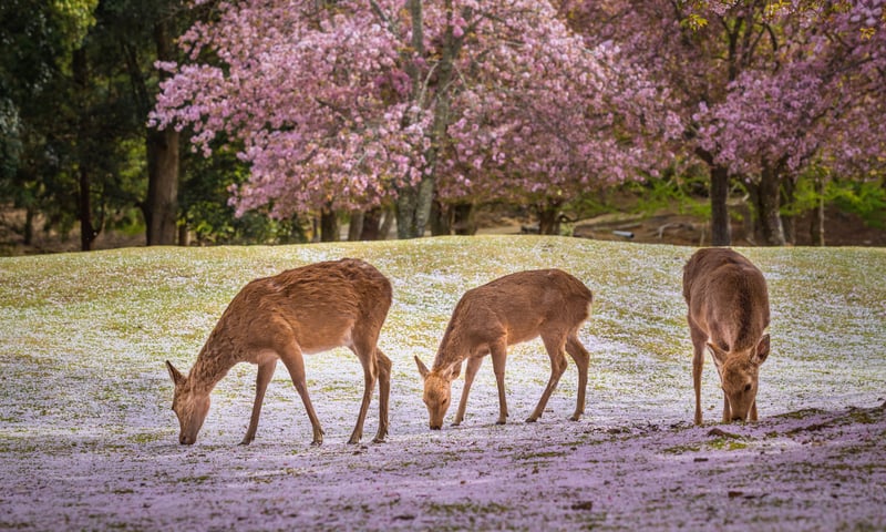 Encounter the bowing deer at Nara Park.