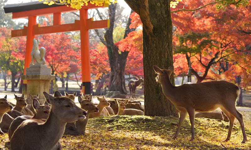 See the deer at Nara Park, Nara Prefecture.