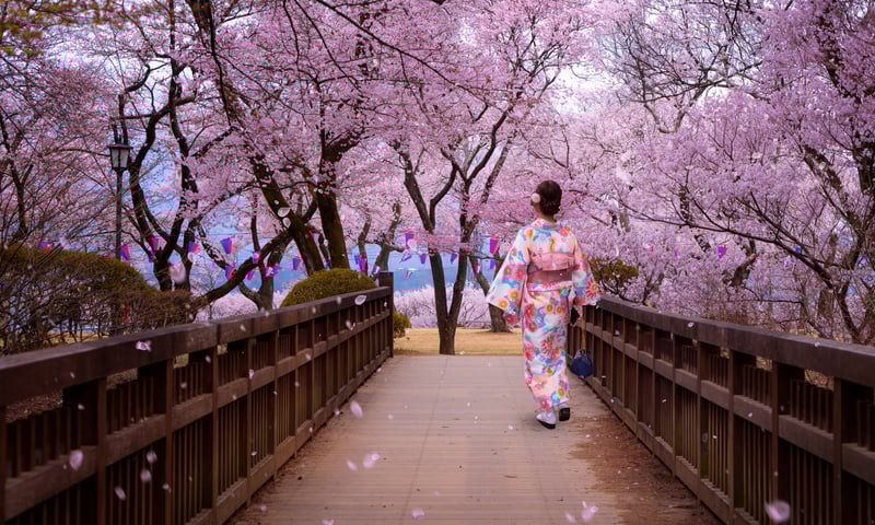 Seek out colourful pink and white cherry blossoms in a classic Japanese setting.