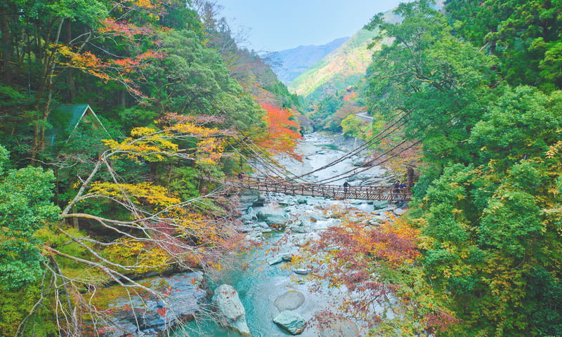Use leisure time in Tokushima to seek out the vine bridges of Iya Valley, Itinerary 5 only.