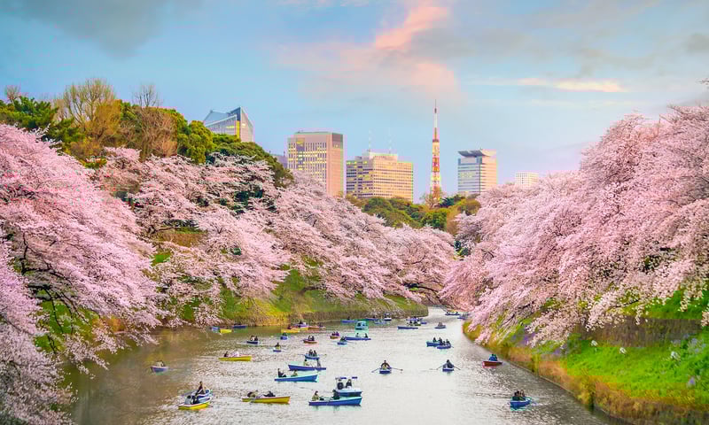 Tokyo's parks come alive with rich hues in spring.