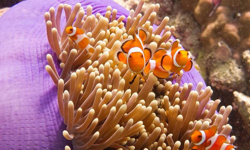 Search the brilliant corals for the iconic clownfish of Malaysia.