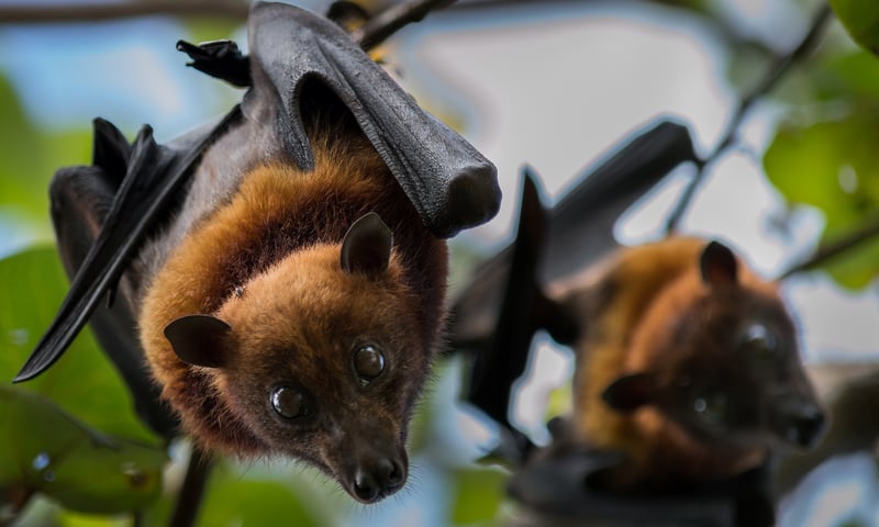 Fruit bats are common in Malaysia.