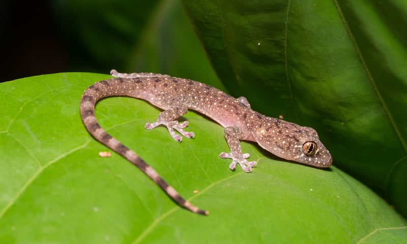 Search for scaly reptiles baking in the sun in Rompin State Park.