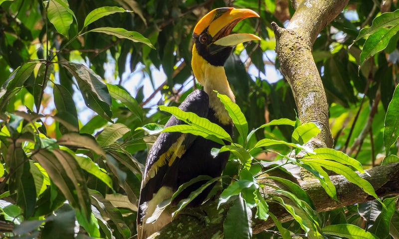 Watch the skies for your chance to see a brilliant Great Hornbill.