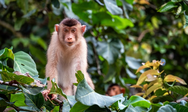 Pig-tailed macaques roam the jungle regions of Malaysia.