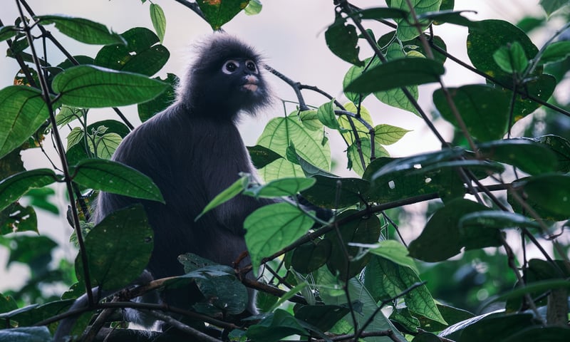 Keep your camera ready to snap a Dusky Leaf monkey among the trees of Rompin State Park.