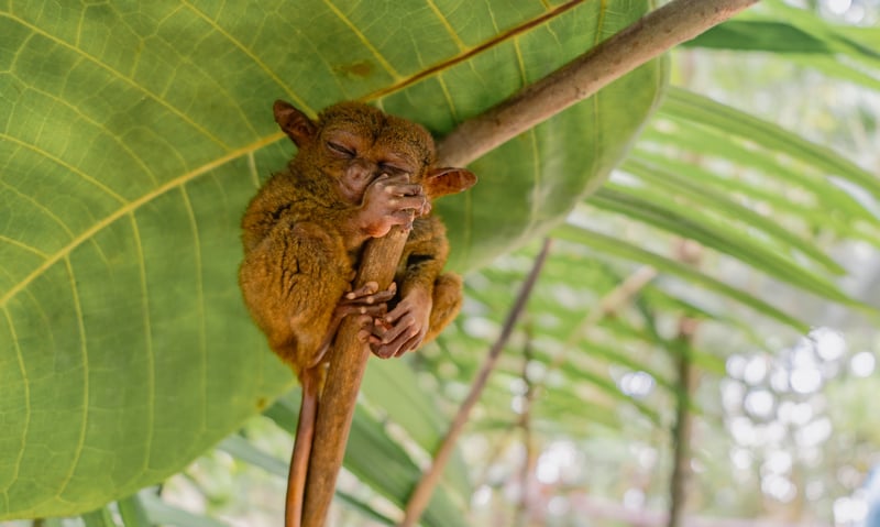 Seek out tarsiers at the Philippine Tarsier Foundation near Bohol, Philippines.