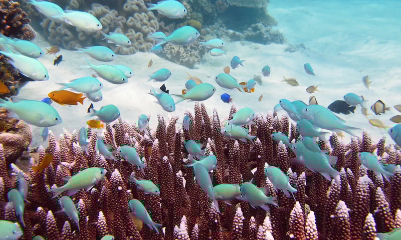 Swim among the coral gardens of the Philippines.