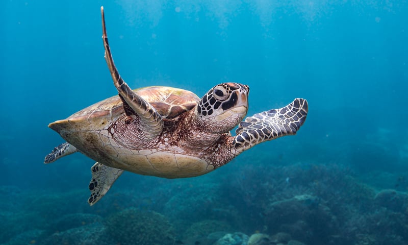 Watch the seas for the tell-tale ripples of a sea turtle.
