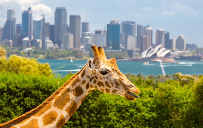 Visit Taronga Zoo, Bondi Beach or the famous Blue Mountains during your leisure time, charges apply.