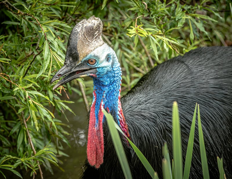 Take a chance at spotting cassowaries & other wildlife on your journey through Far North Queensland.