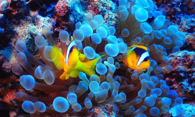 Queensland's Great Barrier Reef is home to shimmering fish, waving anemones and brilliant corals.