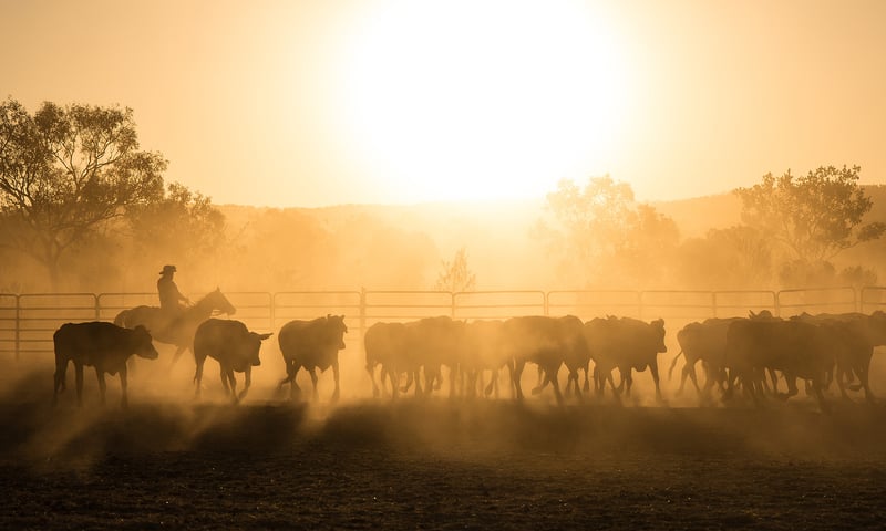 Enjoy the dramatic landscapes of the Kimberley before arriving at Mt Barnett Station.