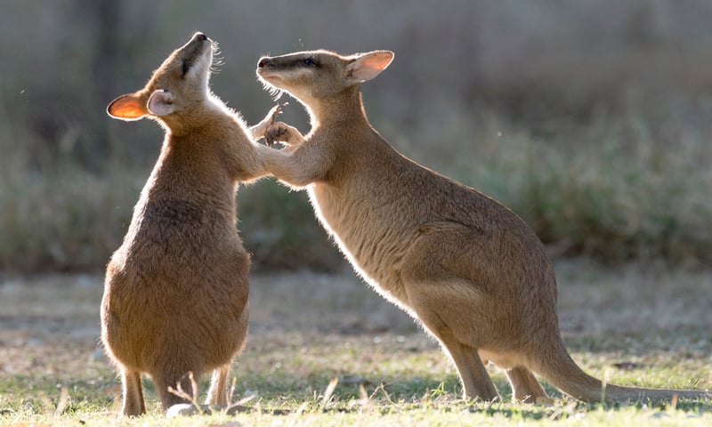 The Kimberley is home to the playful Agile wallaby.