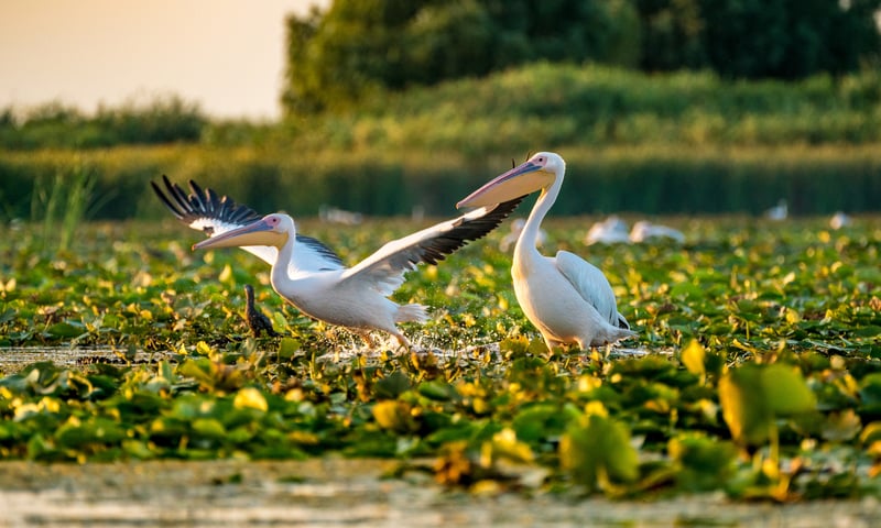 Pelicans living in the Danube Delta, Romania.