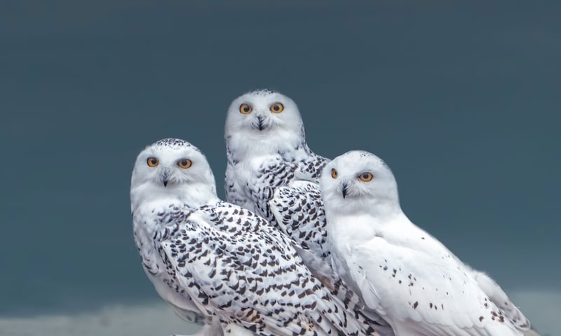 Seek out unique wildlife, like snowy owls, while cruising along Greenland's shores.
