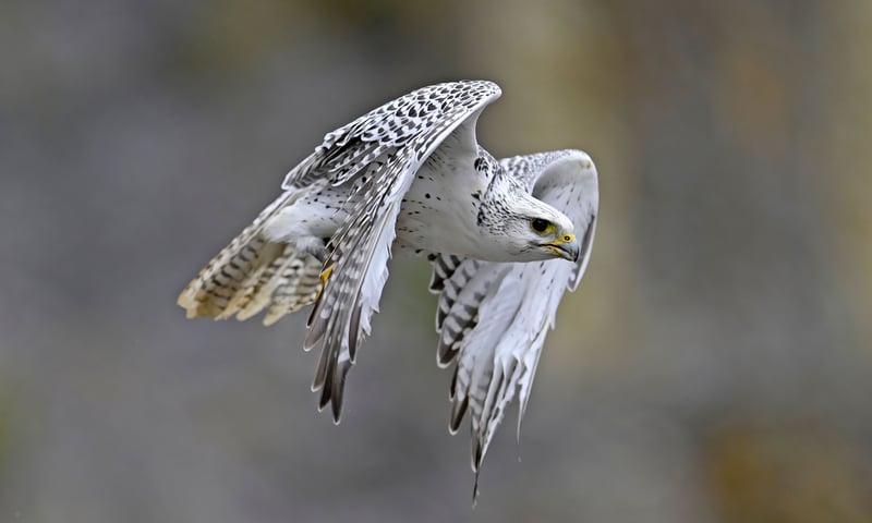 Keep an eye on the skies for the powerful gyrfalcons.