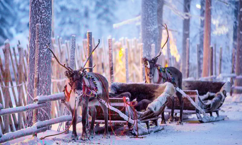 Take a sled ride through Finland's snowy wilderness (Dec-Mar departures only, subject to weather).