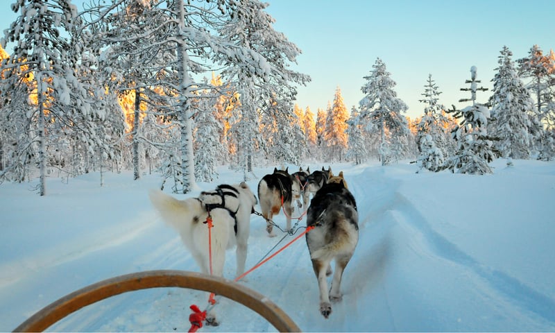 Visit a husky-herding centre near Rovaniemi in Finland.