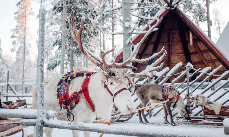 Make new friends in Arctic Lapland.