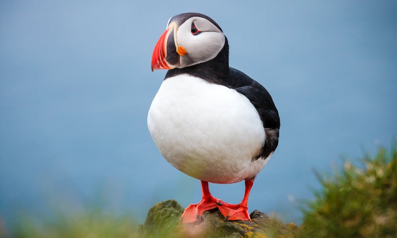 Seek puffin colonies in Vigur Island, off the coast of Isafjordur, Iceland (Shore excursion).