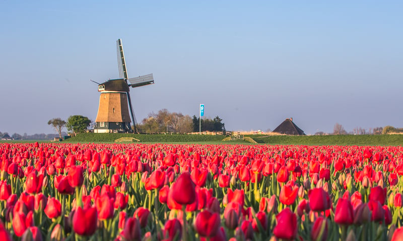 Join an included excursion to Alkmaar, The Netherlands.