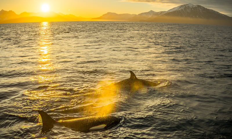 Look for Orca as you cruise the Norwegian Sea under the Midnight sun.
