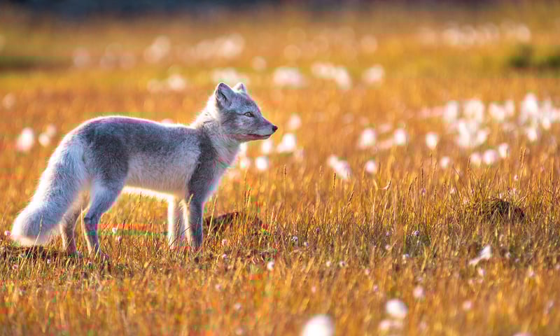 The brown summer fur of the Arctic fox turns pearly white during Norway's snowy winters.