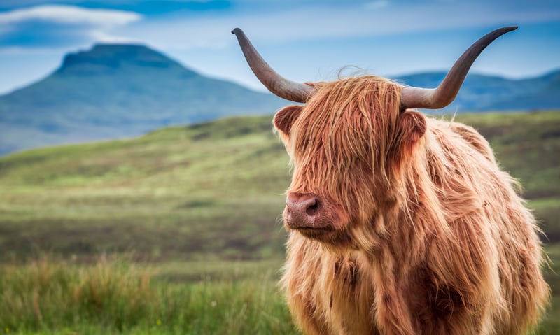 Look out for the Scottish Highland cow.