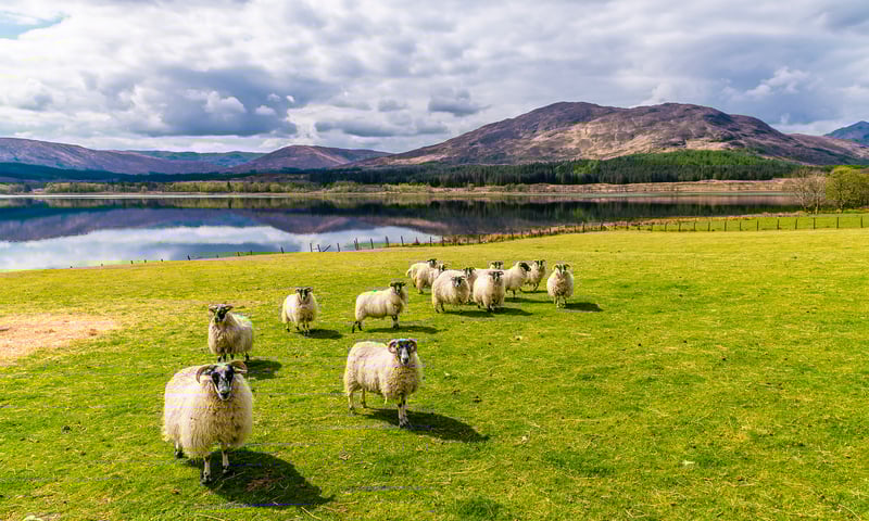 Look out for Scottish sheep while on tour.