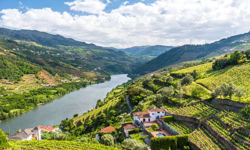 Join a guided walk and taste organic wines in the traditional vineyards, Douro River, Portugal.
