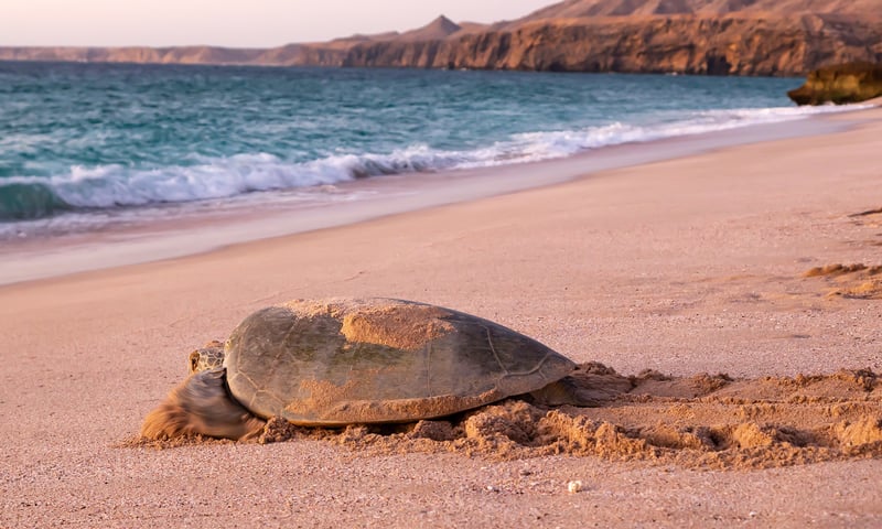Search for turtles at Ras al-Jinz, the easternmost point of the Arabian Peninsula.