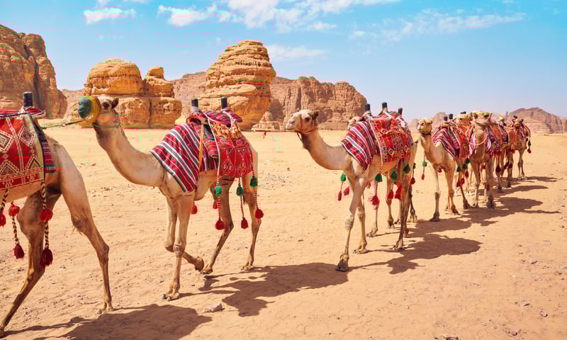 Ride camels near the original Silk Road in Saudi Arabia (Itinerary 2 only)