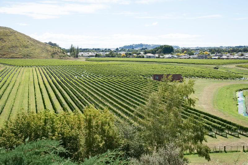 Napier is the gateway to the thriving Hawke's Bay wine region.