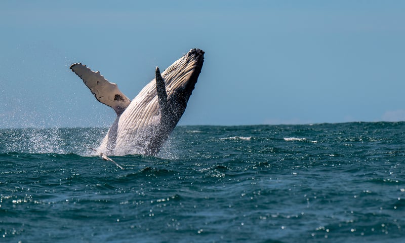 Keep your eyes peeled for humpback whales while cruising through Kaikoura.