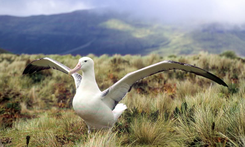 Look for albatross and native birds that inhabit UNESCO-listed Campbell Island and Auckland Islands.