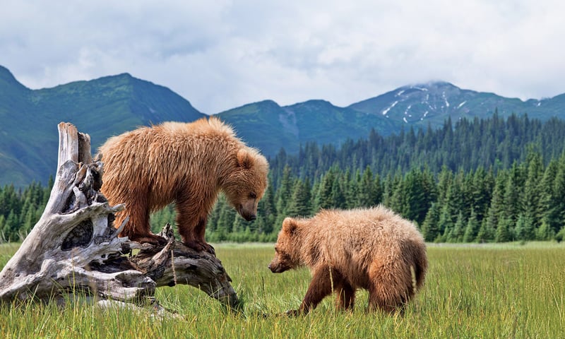 Search for small bear family groupings of mother and playful cubs on a Tundra Wilderness Tour.