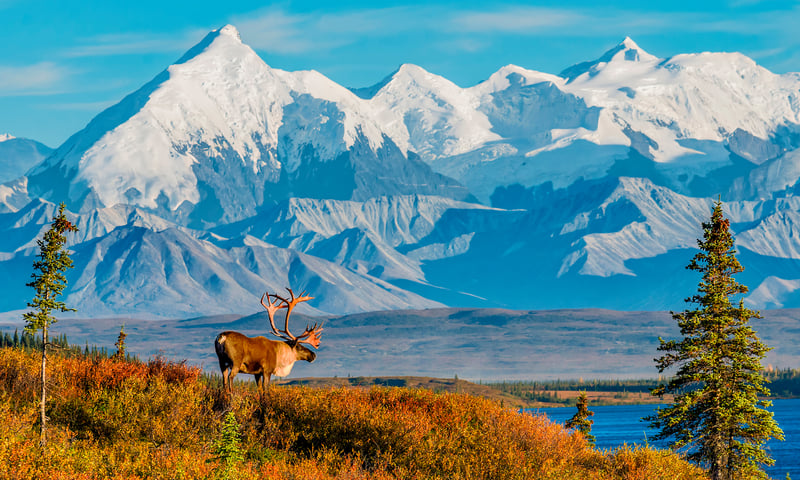 Soak in the crisp mountain air as you travel towards the towering Mount Denali.