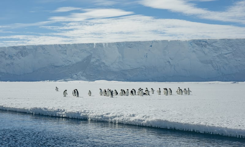 Seek out thriving penguin colonies.