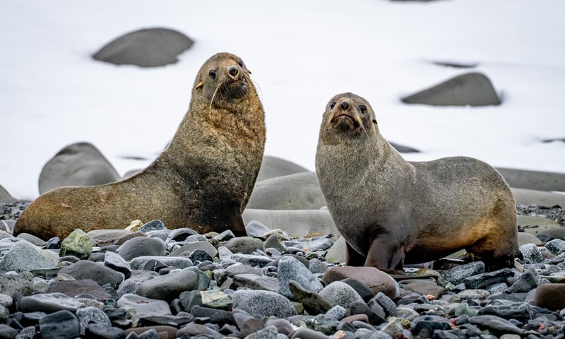 Climb aboard a Zodiac to search the shores of remote islands for Antarctic fur seals.