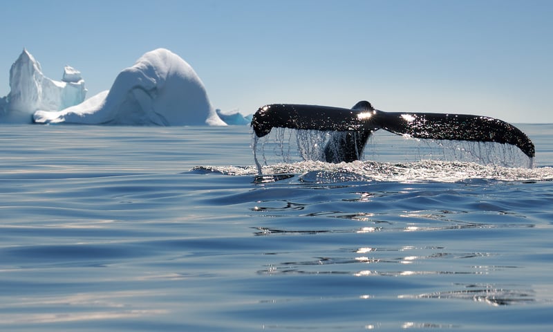 Keep a look out for whales, seals and penguins while on zodiac adventures.