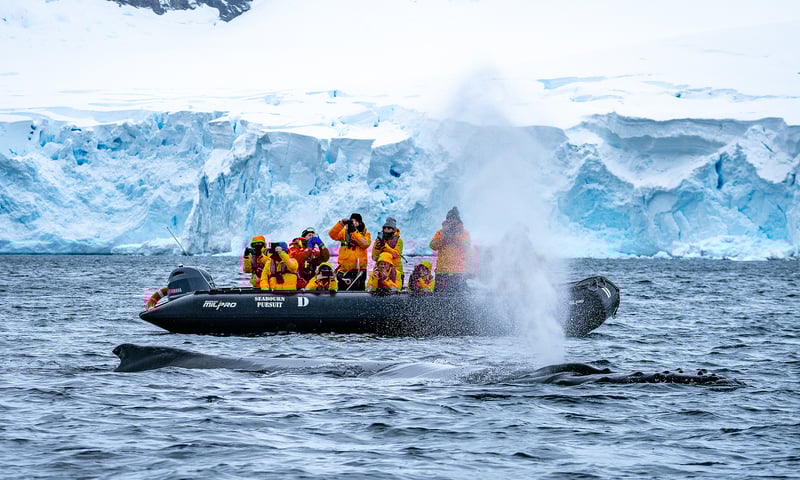 Have your camera ready for moments like this aboard a Seabourn Venture Zodiac expedition.