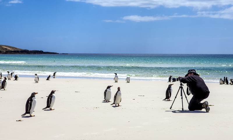 Expert knowledge is on hand to help you take the perfect photograph while in the Falkland Islands.