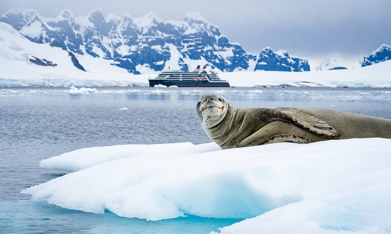 Step onto Antarctica's shores to get close to all the wildlife action, weather permitting.