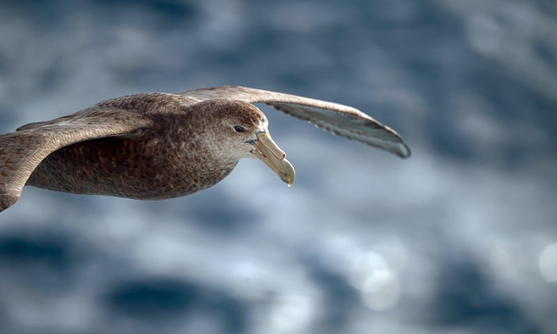 Search the Antarctic skies for a rare lone albatross.