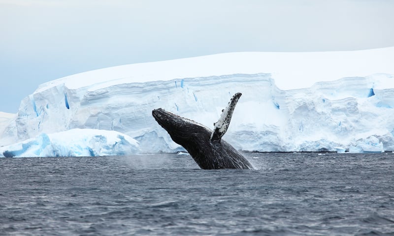 Keep your camera ready for whales breaching off the Antarctic Peninsula.