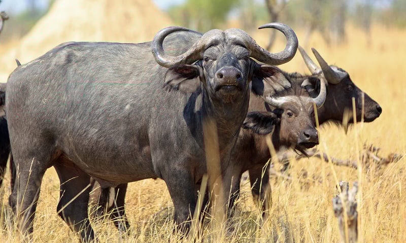 Look for Cape buffalo and more during game drives in Kruger National Park.